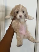 Willow , a female Shihpoo for sale in Sacramento, CA – Photo 5 of 7