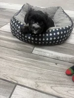 Raven, a female Shihpoo and Shih Tzu for sale in Sacramento, CA – 8 of 9