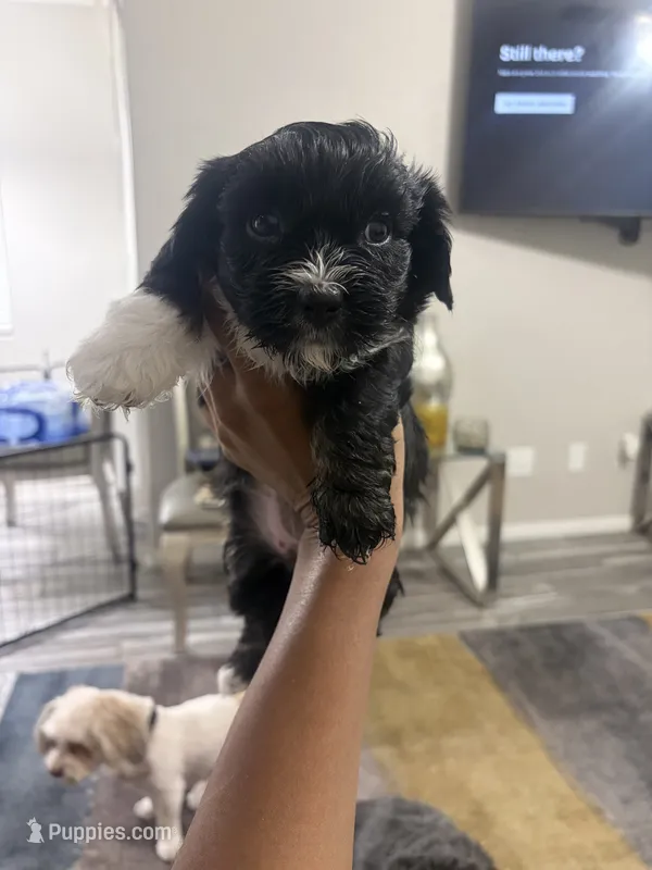 Raven – Shihpoo, Shih Tzu puppy for sale in Las Vegas, NV