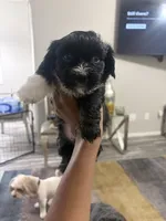 Raven, a female Shihpoo and Shih Tzu for sale in Las Vegas, NV – 1 of 3