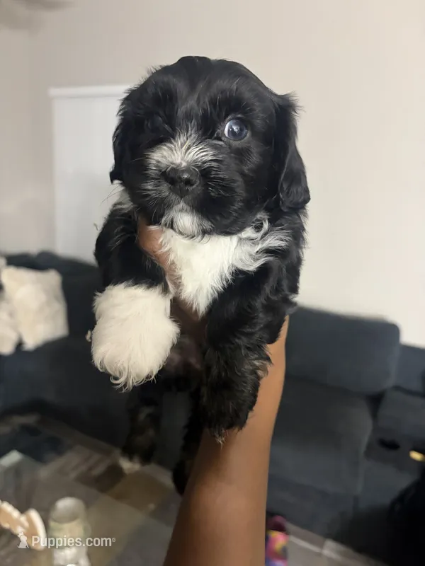 Raven – Shihpoo, Shih Tzu puppy for sale in Las Vegas, NV