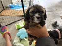 Roxy , a female Shihpoo for sale in Las Vegas, NV – Photo 2 of 3