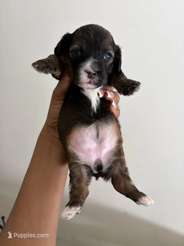 Roxy , a female Shihpoo for sale in Sacramento, CA – Photo 1 of 2