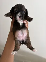 Roxy , a female Shihpoo for sale in Sacramento, CA – Photo 2 of 2