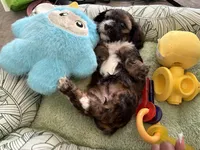 Roxy , a female Shihpoo for sale in Las Vegas, NV – Photo 3 of 3