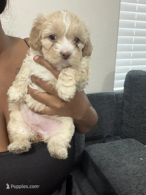 Fawn – Shihpoo, Shih Tzu puppy for sale in Las Vegas, NV