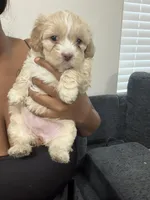 Fawn, a female Shihpoo and Shih Tzu for sale in Sacramento, CA – 1 of 6