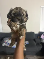 Bentley , a male Shihpoo and Shih Tzu for sale in Roseville, CA – 5 of 5