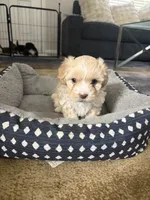 Fawn, a female Shihpoo and Shih Tzu for sale in Sacramento, CA – 3 of 6