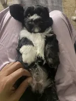 Raven, a female Shihpoo and Shih Tzu for sale in Sacramento, CA – 6 of 9