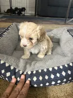 Fawn, a female Shihpoo and Shih Tzu for sale in Sacramento, CA – 6 of 6