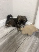 Bentley , a male Shihpoo and Shih Tzu for sale in Sacramento, CA – 3 of 4