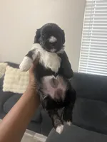 Raven, a female Shihpoo and Shih Tzu for sale in Las Vegas, NV – 2 of 3