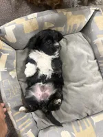 Raven, a female Shihpoo and Shih Tzu for sale in Las Vegas, NV – 3 of 3