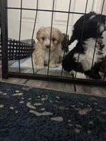 Fawn, a female Shihpoo and Shih Tzu for sale in Sacramento, CA – 2 of 6