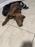 Maple , a female Labrador Retriever for sale in Orangeburg, SC – 3 of 3
