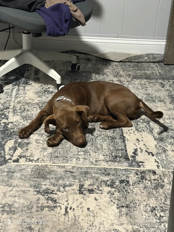 Maple  – Labrador Retriever puppy for sale in Orangeburg, SC