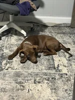 Maple , a female Labrador Retriever for sale in Orangeburg, SC – 1 of 3