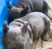 processed/d1700b69-e3e7-4a73-b411-e3296c068868/facility/5f000c39-8ab4-4470-a09d-176390cd711a