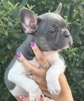 Bella , a female French Bulldog for sale in Myrtle Beach, SC – 5 of 6