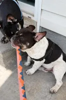 Raymond, a male French Bulldog for sale in Conway, SC – Photo 4 of 10