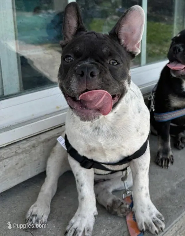 Raymond – French Bulldog puppy for sale in Conway, SC