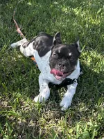 Raymond, a male French Bulldog for sale in Conway, SC – Photo 2 of 10