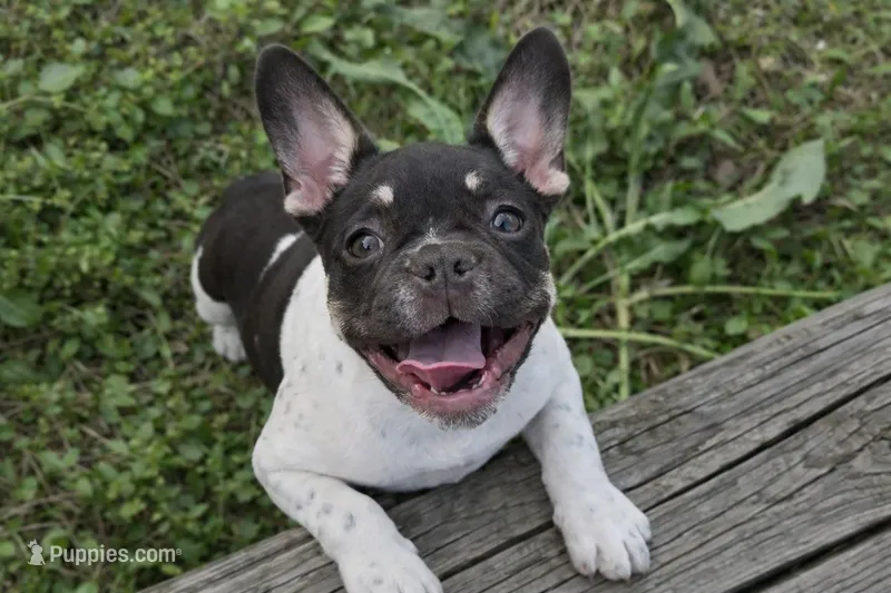 Raymond – French Bulldog puppy for sale in Conway, SC