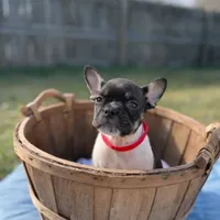Raymond, a male French Bulldog for sale in Conway, SC – Photo 8 of 10