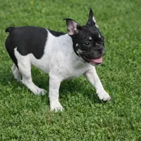 Raymond, a male French Bulldog for sale in Conway, SC – Photo 5 of 10