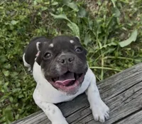 Raymond, a male French Bulldog for sale in Conway, SC – Photo 3 of 10