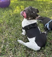 Raymond, a male French Bulldog for sale in Conway, SC – Photo 5 of 10