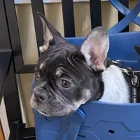 Raymond, a male French Bulldog for sale in Conway, SC – Photo 2 of 10