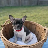 Raymond, a male French Bulldog for sale in Conway, SC – Photo 7 of 10