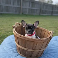Raymond, a male French Bulldog for sale in Conway, SC – Photo 9 of 10
