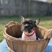 Raymond, a male French Bulldog for sale in Conway, SC – Photo 10 of 10