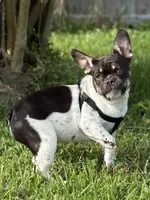 Roscoe, a male French Bulldog for sale in Conway, SC – Photo 5 of 10