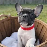 Raymond, a male French Bulldog for sale in Conway, SC – Photo 6 of 10