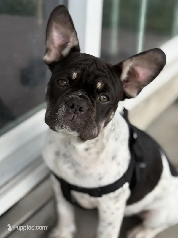 Roscoe – French Bulldog puppy for sale in Conway, SC