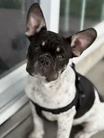 Roscoe, a male French Bulldog for sale in Conway, SC – Photo 1 of 10