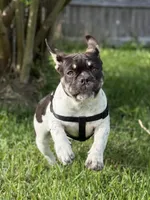 Roscoe, a male French Bulldog for sale in Conway, SC – Photo 6 of 10