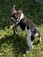 Raymond, a male French Bulldog for sale in Conway, SC – Photo 3 of 10