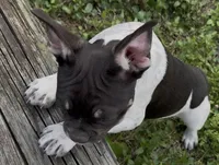 Raymond, a male French Bulldog for sale in Conway, SC – Photo 4 of 10