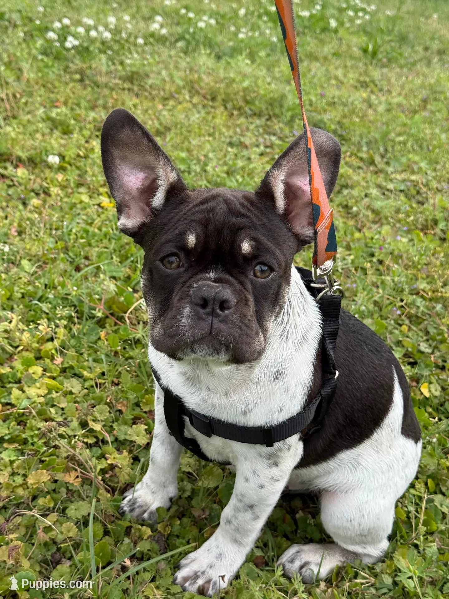 Roscoe, a male French Bulldog for sale in Conway, SC – Photo 7 of 10