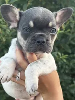 Stella , a female French Bulldog for sale in Myrtle Beach, SC – 2 of 6
