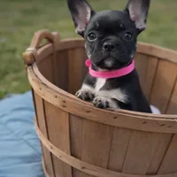 Coco Belle, a female French Bulldog for sale in Conway, SC – Photo 5 of 5