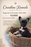 Coco Belle, a female French Bulldog for sale in Conway, SC – Photo 2 of 5