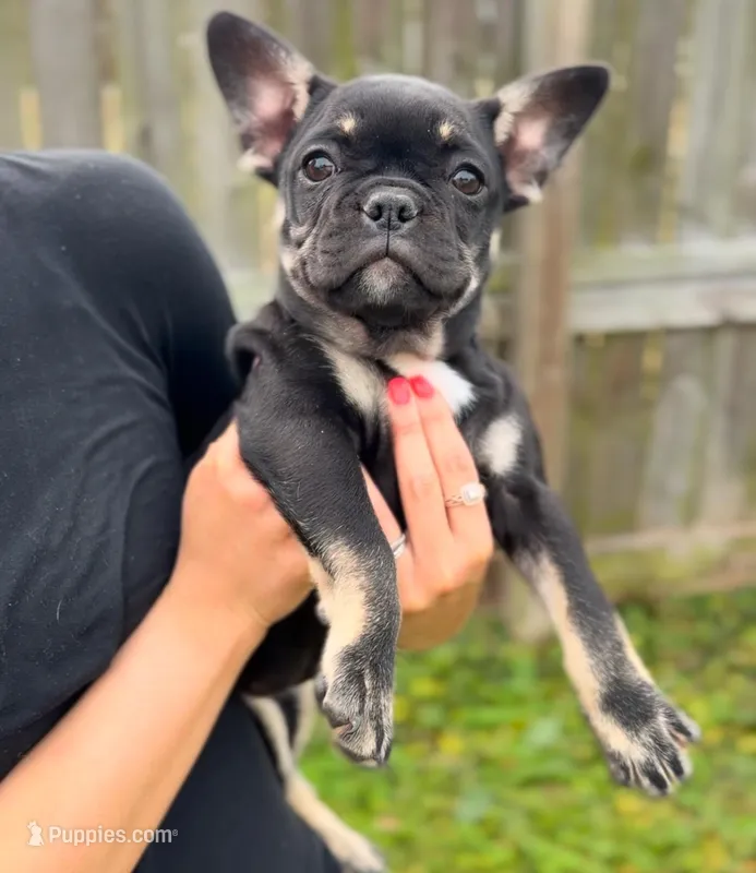 Coco Belle – French Bulldog puppy for sale in Conway, SC