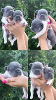 Stella , a female French Bulldog for sale in Myrtle Beach, SC – 6 of 6