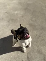 Buttercup , a female French Bulldog for sale in Conway, SC – Photo 3 of 5